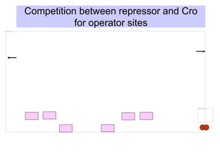 Competition between repressor and Cro
for operator sites
 