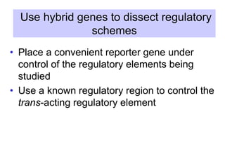 Use hybrid genes to dissect regulatory
schemes
• Place a convenient reporter gene under
control of the regulatory elements being
studied
• Use a known regulatory region to control the
trans-acting regulatory element
 