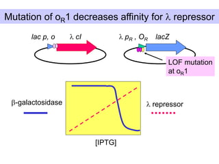 Mutation of oR1 decreases affinity for l repressor
lac p, o l cI l pR , OR lacZ
b-galactosidase
[IPTG]
l repressor
LOF mutation
at oR1
 