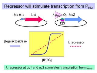 Repressor will stimulate transcription from PRM
lac p, o l cI l pRM , OR lacZ
b-galactosidase
[IPTG]
l repressor
123
l repressor at oR1 and oR2 stimulates transcription from pRM.
 