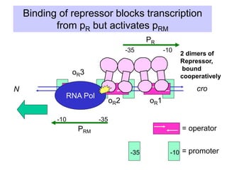 Binding of repressor blocks transcription
from pR but activates pRM
oR1
oR2
-10
-35
-10 -35
oR3
cro
N
PR
PRM
2 dimers of
Repressor,
bound
cooperatively
RNA Pol
= operator
-10
-35 = promoter
 