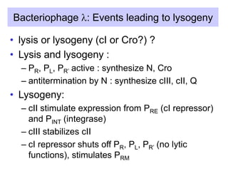 Bacteriophage l: Events leading to lysogeny
• lysis or lysogeny (cI or Cro?) ?
• Lysis and lysogeny :
– PR, PL, PR’ active : synthesize N, Cro
– antitermination by N : synthesize cIII, cII, Q
• Lysogeny:
– cII stimulate expression from PRE (cI repressor)
and PINT (integrase)
– cIII stabilizes cII
– cI repressor shuts off PR, PL, PR’ (no lytic
functions), stimulates PRM
 