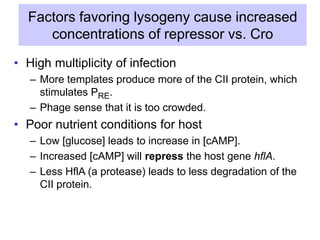 Factors favoring lysogeny cause increased
concentrations of repressor vs. Cro
• High multiplicity of infection
– More templates produce more of the CII protein, which
stimulates PRE.
– Phage sense that it is too crowded.
• Poor nutrient conditions for host
– Low [glucose] leads to increase in [cAMP].
– Increased [cAMP] will repress the host gene hflA.
– Less HflA (a protease) leads to less degradation of the
CII protein.
 
