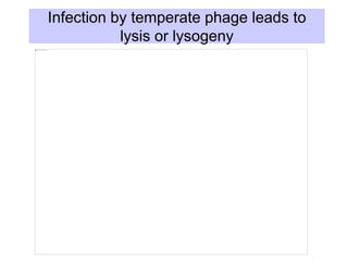 Infection by temperate phage leads to
lysis or lysogeny
 