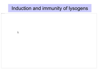 Induction and immunity of lysogens
l
 