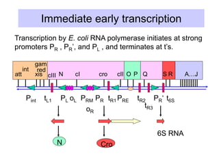 Immediate early transcription
Transcription by E. coli RNA polymerase initiates at strong
promoters PR , PR’, and PL , and terminates at t’s.
6S RNA
oR
Pint oL
PL PRM PR PRE PR‘
tR3
tL1 tR1 tR2 t6S
att
int
xis
red
gam
cIII N cI cro cII O P Q S R A…J
N Cro
 