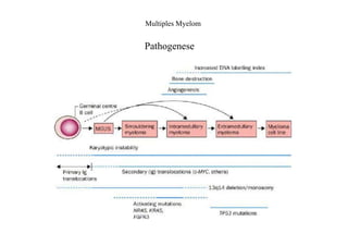 Multiples Myelom
Pathogenese
 