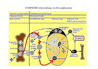 LYMPHOME (Entwicklung von B-Lymphozyten)
 