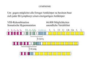 VDJ-Rekombination
Somatische Hypermutation
66.000 Möglichkeiten
unendliche Variabilitat
LYMPHOME
Um gegen möglichst alle Erreger Antikörper zu besitzen baut
sich jeder B-Lymphozyt einen einzigartigen Antikörper
 