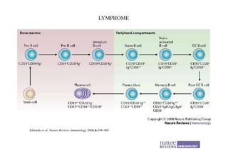 Edwards et al. Nature Reviews Immunology 2006;6:394–403
LYMPHOME
 