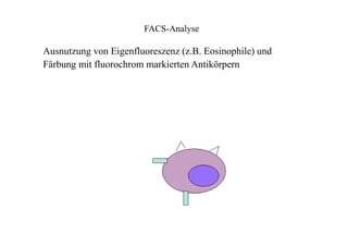 FACS-Analyse
Ausnutzung von Eigenfluoreszenz (z.B. Eosinophile) und
Färbung mit fluorochrom markierten Antikörpern
 