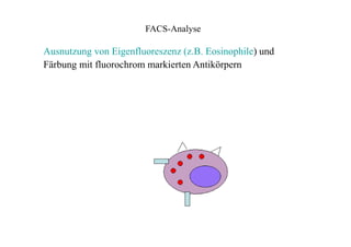 FACS-Analyse
Ausnutzung von Eigenfluoreszenz (z.B. Eosinophile) und
Färbung mit fluorochrom markierten Antikörpern
 