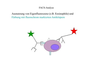 FACS-Analyse
Ausnutzung von Eigenfluoreszenz (z.B. Eosinophile) und
Färbung mit fluorochrom markierten Antikörpern
 