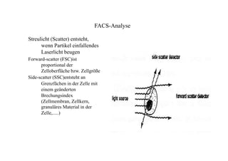 FACS-Analyse
Streulicht (Scatter) entsteht,
wenn Partikel einfallendes
Laserlicht beugen
Forward-scatter (FSC)ist
proportional der
Zelloberfläche bzw. Zellgröße
Side-scatter (SSC)entsteht an
Grenzfächen in der Zelle mit
einem geänderten
Brechungsindex
(Zellmembran, Zellkern,
granuläres Material in der
Zelle,.....)
 