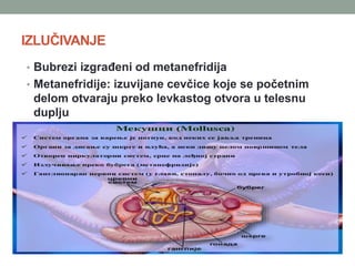 IZLUČIVANJE
• Bubrezi izgrađeni od metanefridija
• Metanefridije: izuvijane cevčice koje se početnim
delom otvaraju preko levkastog otvora u telesnu
duplju
 