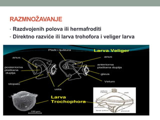 RAZMNOŽAVANJE
• Razdvojenih polova ili hermafroditi
• Direktno razviće ili larva trohofora i veliger larva
 