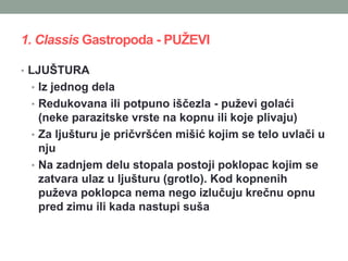 1. Classis Gastropoda - PUŽEVI
• LJUŠTURA
• Iz jednog dela
• Redukovana ili potpuno iščezla - puževi golaći
(neke parazitske vrste na kopnu ili koje plivaju)
• Za ljušturu je pričvršćen mišić kojim se telo uvlači u
nju
• Na zadnjem delu stopala postoji poklopac kojim se
zatvara ulaz u ljušturu (grotlo). Kod kopnenih
puževa poklopca nema nego izlučuju krečnu opnu
pred zimu ili kada nastupi suša
 