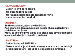 *GLAVENI REGION
• Jedan ili dva para pipaka
• Na dužem paru su oči
• Na kraćem paru hemoreceptori za miris i
mehanoreceptori za dodir
*STOPALO
Snažno razvijeno, pljosnato i mišićavo
Kod kopnenih donja površina je bogata sluznim žlezdama i
prekrivena trepljama
Kreću se tako što prvo izluče sluz preko koje plivaju trepljama,
a stopalo izvijanjem pomaže u kretanju
*SIMETRIJA
• Sekundarno ASIMETRIČNI
• Tokom evolucije došlo do uvrtanja tela pa su unutrašnji
organi izukrštani i izgubila se bilateralna simetrija
 
