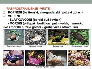 *RASPROSTRANJENJE I VRSTE
 KOPNENI (baštenski, vinogradarski i puževi golaći)
 VODENI
- SLATKOVODNI (barski puž i svitak)
- MORSKI (prilepak, bodljikavi puž - volak, morsko
uvo i morski puževi golaći – grabljivice i otrovni su)
 