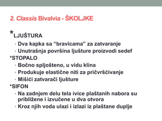 2. Classis Bivalvia - ŠKOLJKE
*LJUŠTURA
• Dva kapka sa “bravicama” za zatvaranje
• Unutrašnja površina ljušture proizvodi sedef
*STOPALO
• Bočno spljošteno, u vidu klina
• Produkuje elastične niti za pričvršćivanje
• Mišići zatvarači ljušture
*SIFON
• Na zadnjem delu tela ivice plaštanih nabora su
približene i izvučene u dva otvora
• Kroz njih voda ulazi i izlazi iz plaštane duplje
 