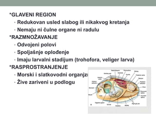 *GLAVENI REGION
• Redukovan usled slabog ili nikakvog kretanja
• Nemaju ni čulne organe ni radulu
*RAZMNOŽAVANJE
• Odvojeni polovi
• Spoljašnje oplođenje
• Imaju larvalni stadijum (trohofora, veliger larva)
*RASPROSTRANJENJE
• Morski i slatkovodni organjzmi
• Žive zariveni u podlogu
 