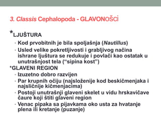 3. Classis Cephalopoda - GLAVONošci
*LJUŠTURA
• Kod prvobitnih je bila spoljašnja (Nautillus)
• Usled velike pokretljivosti i grabljivog načina
ishrane ljuštura se redukuje i povlači kao ostatak u
unutrašnjost tela (“sipina kost”)
*GLAVENI REGION
• Izuzetno dobro razvijen
• Par krupnih očiju (najsloženije kod beskičmenjaka i
najsličnije kičmenjacima)
• Postoji unutrašnji glaveni skelet u vidu hrskavičave
čaure koji štiti glaveni region
• Venac pipaka sa pijavkama oko usta za hvatanje
plena ili kretanje (puzanje)
 