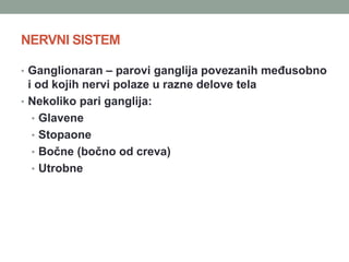 NERVNI SISTEM
• Ganglionaran – parovi ganglija povezanih međusobno
i od kojih nervi polaze u razne delove tela
• Nekoliko pari ganglija:
• Glavene
• Stopaone
• Bočne (bočno od creva)
• Utrobne
 