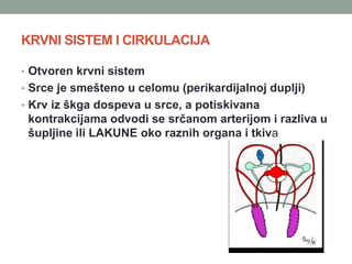 KRVNI SISTEM I CIRKULACIJA
• Otvoren krvni sistem
• Srce je smešteno u celomu (perikardijalnoj duplji)
• Krv iz škga dospeva u srce, a potiskivana
kontrakcijama odvodi se srčanom arterijom i razliva u
šupljine ili LAKUNE oko raznih organa i tkiva
 