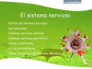 El sistema nervioso Partes del sistema nervioso Las neuronas Sistema nervioso central Sistema nervioso perif é rico Actos voluntarios Actos involuntarios Otras funciones del sistema nervioso 