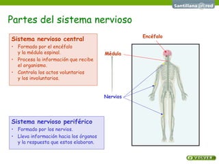 Partes del sistema nervioso Sistema nervioso central Formado por el encéfalo  y la médula espinal. Procesa la información que recibe el organismo. Controla los actos voluntarios  y los involuntarios. Sistema nervioso periférico Formado por los nervios. Lleva información hacia los órganos  y la respuesta que estos elaboran. Encéfalo Médula Nervios 