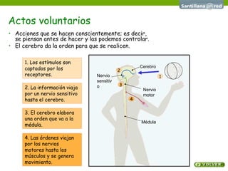 Actos voluntarios Acciones que se hacen conscientemente; es decir,  se piensan antes de hacer y las podemos controlar. El cerebro da la orden para que se realicen. 1. Los estímulos son captados por los receptores. 2. La información viaja por un nervio sensitivo hasta el cerebro. 3. El cerebro elabora una orden que va a la médula. 4. Las órdenes viajan por los nervios motores hasta los músculos y se genera movimiento. 2 3 4 1 Médula Nervio motor Cerebro Nervio sensitivo 