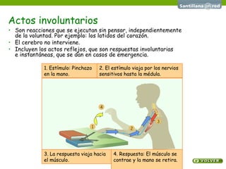 Actos involuntarios Son reacciones que se ejecutan sin pensar, independientemente  de la voluntad. Por ejemplo: los latidos del corazón. El cerebro no interviene. Incluyen los actos reflejos, que son respuestas involuntarias  e instantáneas, que se dan en casos de emergencia. 1 2 3 4 3. La respuesta viaja hacia el músculo. 1. Estímulo: Pinchazo en la mano. 2. El estímulo viaja por los nervios sensitivos hasta la médula. 4. Respuesta: El músculo se contrae y la mano se retira.  