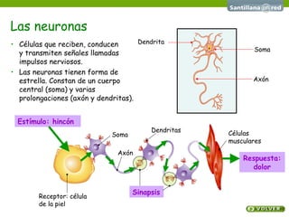 Las neuronas
• Células que reciben, conducen
y transmiten señales llamadas
impulsos nerviosos.
• Las neuronas tienen forma de
estrella. Constan de un cuerpo
central (soma) y varias
prolongaciones (axón y dendritas).
Estímulo: hincón
Sinapsis
Respuesta:
dolor
Axón
Dendrita
Soma
Receptor: célula
de la piel
Soma
Axón
Células
musculares
Dendritas
 