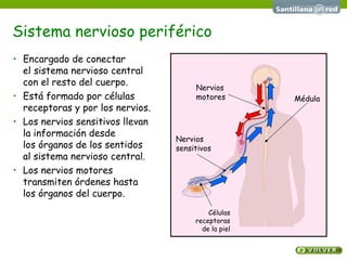 Sistema nervioso periférico
• Encargado de conectar
el sistema nervioso central
con el resto del cuerpo.
• Está formado por células
receptoras y por los nervios.
• Los nervios sensitivos llevan
la información desde
los órganos de los sentidos
al sistema nervioso central.
• Los nervios motores
transmiten órdenes hasta
los órganos del cuerpo.
Células
receptoras
de la piel
Médula
Nervios
motores
Nervios
sensitivos
 