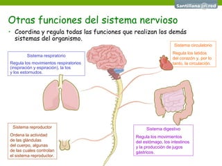 Otras funciones del sistema nervioso
• Coordina y regula todas las funciones que realizan los demás
sistemas del organismo.
Sistema digestivo
Regula los movimientos
del estómago, los intestinos
y la producción de jugos
gástricos.
Sistema respiratorio
Regula los movimientos respiratorios
(inspiración y espiración), la tos
y los estornudos.
Sistema circulatorio
Regula los latidos
del corazón y, por lo
tanto, la circulación.
Sistema reproductor
Ordena la actividad
de las glándulas
del cuerpo, algunas
de las cuales controlan
el sistema reproductor.
 