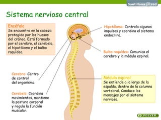Sistema nervioso central Encéfalo Se encuentra en la cabeza  protegido por los huesos  del cráneo. Está formado  por el cerebro, el cerebelo,  el hipotálamo y el bulbo  raquídeo. Médula espinal Se extiende a lo largo de la espalda, dentro de la columna  vertebral. Conduce los  mensajes por el sistema nervioso. Cerebro:   Centro  de control  del organismo. Cerebelo:   Coordina movimientos, mantiene  la postura corporal  y regula la función muscular. Hipotálamo:   Controla algunos impulsos y coordina el sistema endocrino. Bulbo raquídeo :  Comunica el cerebro y la médula espinal. 