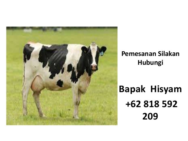 810 Koleksi Gambar Hewan Sapi Perah Gratis Terbaru