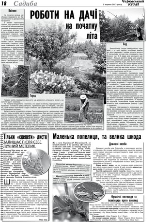 5 червня 2013 року18 Садиба
Органічні пестициди та
інсектициди проти попелиці
  Органічні інсектициди і пестициди вимагають
більш частого застосування, ніж хімічні препарати.
До органічних засобів хімічного контролю належать такі
препарати: на основі піретринів (природних інсектицидів, ви-
тягнутих з ромашки далматської, які вражають нервову систе-
му попелиць): «Py Spray Garden Insect Killer» і «Doff All in One
Bug Spray».
Рослинні олії: «Vitax Organic 2 in 1 Pest».
На основі жирних кислот: «Bayer Organic Pest Control»,
«Doff Greenfly and Blackfly Killer» і «Scotts Rose Clear Gun».
Маленька попелиця, та велика шкода
Як з нею боротися? Насамперед, не
приваблюйте її на грядку. Ці комахи
особливо люблять і в першу чергу за­
селяють космею, мак, рожу, боби,
бульбові бегонії, клеому. А калина,
слива і липа — улюблені дерева попе­
лиці. Деякі рослини — навпаки, непри­
ємні для попелиці й відлякують її. Се­
ред них цибуля й часник, чорнобривці
й нагідки.
Механічний метод боротьби з попе-
лицею: видаляйте попелицю руками, зми-
вайте з кущів і дерев сильним струменем
води зі шланга.
Біологічні методи боротьби пов’язаніз використанням комах і дрібних птахів.Личинки сонечок і златоглазок можна при-дбати в садових центрах, а потім випусти-ти в саду.
Домашні засоби
Домашні засоби для боротьби з попелицею доступ-
ні кожному. До складу найпопулярніших рецептів входить
мило (зараз зручніше використовувати рідке мило для
миття посуду) і олія.
Обприскуйте наведеними нижче сумішами ура-
жені частини рослин вечорами, коли корисні комахи-
запилювачі вже подалися на спочинок. Проводьте об-
прискування рослин з інтервалами в кілька днів, доки всі
шкідники не загинуть.
Рідке мило і вода: на дві склянки води додається
дві чайні ложки рідкого мила. В цей розчин можна до-
дати олію (1 склянка), але не обов’язково.
Настій нарізаного листя томатів. Замочіть у воді по-
дрібнене листя помідорів (дві склянки листя на дві склян-
ки води) на ніч або й довше. Процідіть і перелийте в
пляшку для обприскування.
Настій часнику: 3-5 зубчиків часнику (пропущених через
прес), 2 ч. л олії, 1/2 л води, 1 ч. л рідкого мила. Насто-
ювати протягом доби. Для застосування розведіть
дві столові ложки препарату з водою в пляшці-
спреї і обприскуйте уражені рослини.
Застосовується також мило-попелевий
розчин, настій цибулиння, гіркого перцю,
полину, хрону.
Тільки «скелети» листя
залишає після себе
лучний метелик
Останні два роки на те­
риторії області роз­
повсюдився лучний
метелик — шкід­
ник,якийживиться
понад 200 видами
рослин, але най­
більш полюбляє
соняшник, буряки,
рицину, люцерну,
горох, картоплю,
капусту, кукурудзу,
сою, багаторічні тра­
ви, а із бур’янів — лободо­
ві, щирицю, берізку й навіть осот.
Ш
кодять рослинам гусениці, які скелетують
спочатку краї нижньої сторони листків, по-
тім — листок поміж жилок, обплітаючи його
павутиною повністю, а також з’їдають верхівки сте-
бел і молоді плодові органи, — розповідає Ірина
Іщенко, начальник управління Державної фітосанітар-
ної інспекції Черкаської області. — Доросла гусениця
зеленувато-сіра, смугаста. Заляльковується в ґрунті.
Початок льоту першого покоління метелика
відмічено в середині травня і за сприятливих умов
може тривати до кінця червня, метелики другого
покоління літають у липні. Можливе й третє поко-
ління. Метелики літають у сутінках і вночі, потребу-
ють додаткового живлення нектаром і скупчуються
в місцях квітуючої рослинності.
При льоті метеликів у кількості 10-50 екземп-
лярів на 10 кроків, на початку та під час масово-
го відкладання яєць проти цього шкідника випуска-
ють трихограму. При заселенні рослин гусеницями
лучного метелика рекомендується застосовувати
інсектициди.
Наш кор.
Сад
Зав’язалися плоди майбутнього вро-
жаю — в цей період особливо важли-
во дати деревам і кущам досить вологи.
У посушливу погоду сад поливають при-
близно так: 2-4 відра для молодого де-
ревця і більше десяти відер для дорос-
лого плодоносного дерева. Визначити, чи
вистачає дереву води, можна по молодо-
му приросту: якщо до кінця червня моло-
ді пагони виросли не більш як на 20 см,
значить, явно не вистачає вологи. У нормі
за перший літній місяць вони повинні при-
ростати приблизно на 50 см
У червні проводять підгодівлю саду
рідкими розчинами органічних або міне-
ральних добрив, регулярно вирізають в
основі стовбурів молоду поросль.
Запам’ятайте: найвологолюбніша куль-
тура серед ягідників — чорна смородина.
Її поливають, домагаючись змочування
грунту на глибину не менш як 0,5 метра.
Дуже корисно замульчувати грунт навколо
ягідних кущів товстим шаром перегною:
це зменшить випаровування вологи і по-
служить додатковим підживленням.
На грядках із суницею садовою до кін-
ця червня активно починають відростати
батоги з дочірніми розетками. Їх потріб-
но обрізати, залишаючи тільки необхідну
кількість для розмноження (першу і дру-
гу розетки).
Малину підгодовують розчинами до-
брив. До середини місяця прищипують у
неї верхівки молодих пагонів, що досягли
висоти не нижче 70 см, щоб викликати га-
луження.
Протягом усього місяця стежать за
станом саду щодо появи шкідників і хво-
роб, перевіряють ловчі пояси на штам-
бах плодових дерев. Обпадаючу зав’язь
обов’язково збирають і знищують. Зрі-
зають уражені борошнистою росою гілки
смородини та агрусу.
Город
Грядки треба періодично рихлити: це дозволить утримати вологу, на-
ситити грунт повітрям.
На томатах видаляють пасинки, 2-3 рази на місяць підгодовують до-
бривами. Поливати треба нечасто, приблизно раз на тиждень, але ряс-
но, щоб волога проникла в грунт глибоко. Це сприятиме розвитку силь-
ної кореневої системи.
Багато уваги потребують огірки. Їхнє коріння росте у верхньому шарі
грунту, тому потрібні часті поливи з рихленням (без доступу повітря ко-
рені розвиваються погано). Гарний варіант — мульчування грунту ком-
постом, тирсою або навіть скошеною травою. При сильному розростанні
батогів та листя зайві бічні пагони вирізають або вкорочують.
Цибулю і часник при відростанні пера до 5-10 см досвідчені городни-
ки радять поливати солоною водою (на 10 л води — 100 г солі) для бо-
ротьби з цибулевою мухою. Грядку спершу поливають чистою водою, потім сольовим розчином під корінь.
Такі обробки проводять до трьох разів з інтервалом у 10 днів. Взагалі цибуля і часник дуже добре родять при вирощу-
ванні на гребенях заввишки 15-20 см. Саме на початку червня і можна підсапати рядки, перетворивши їх на гребені.
Квітник
На початку місяця не-
обхідно підживити всі ба-
гатолітники та декоративні
чагарники.
У червні підкошують
газони, підстригають живі
огорожі та декоративні ча-
гарники, формуючи крону.
У щеплених рослин сте-
жать за появою дикої при-
кореневої порослі, щоб
відразу ж її вирізати біля
основи.
У кінці місяця з пожов-
тінням листя викопують
тюльпани і гіацинти. Цибу-
лини поміщають для про-
сушування в провітрюване
приміщення. Дрібноцибу-
линні (муськарі, крокуси,
галантус тощо) і нарци-
си не вимагають щорічної
викопки. Але гнізда, які
сильно розрослися, розді-
ляють і висаджують цибу-
лини на нове місце.
Роботи на дачі
на початку
літа
 