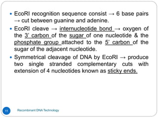 Recombinant DNA Technology
11
 EcoRI recognition sequence consist → 6 base pairs
→ cut between guanine and adenine.
 EcoRI cleave → internucleotide bond → oxygen of
the 3’ carbon of the sugar of one nucleotide & the
phosphate group attached to the 5’ carbon of the
sugar of the adjacent nucleotide.
 Symmetrical cleavage of DNA by EcoRI → produce
two single stranded complementary cuts with
extension of 4 nucleotides known as sticky ends.
 