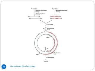 Recombinant DNA Technology
18
 
