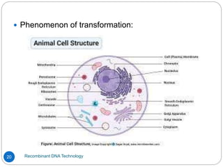 Recombinant DNA Technology
20
 Phenomenon of transformation:
 