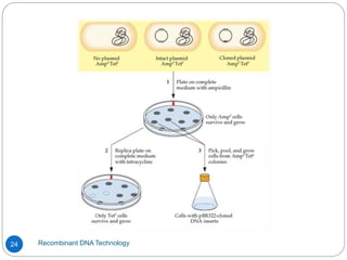 Recombinant DNA Technology
24
 