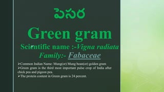 z
పెసర
Green gram
Scientific name :-Vigna radiata
Family:- Fabaceae
Common Indian Name: Mung(or) Mung bean(or) golden gram
Green gram is the third most important pulse crop of India after
chick pea and pigeon pea.
The protein content in Green gram is 24 percent.
 