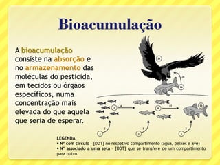 Bioacumulação
A bioacumulação
consiste na absorção e
no armazenamento das
moléculas do pesticida,
em tecidos ou órgãos
específicos, numa
concentração mais
elevada do que aquela
que seria de esperar.
LEGENDA
 Nº com circulo – [DDT] no respetivo compartimento (água, peixes e ave)
 Nº associado a uma seta – [DDT] que se transfere de um compartimento
para outro.
 