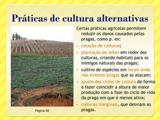 Práticas de cultura alternativas
Certas práticas agrícolas permitem
reduzir os danos causados pelas
pragas, como p. ex:
 rotação de culturas;
 plantação de sebes em redor das
culturas, criando habitats para os
inimigos naturais das pragas;
 cultivo de espécies em locais onde
não existem pragas que as atacam;
 ajuste dos ciclos de cultura de forma
a fazer coincidir a altura de maior
produção com a fase do ciclo de vida
da praga em que é menos ativa;
 culturas marginais, que desviam as
pragas.Página 58
 