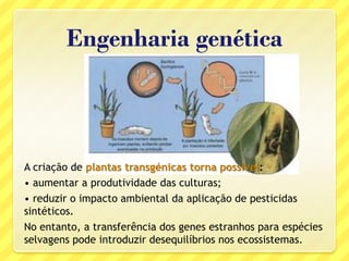 Engenharia genética
A criação de plantas transgénicas torna possível:
• aumentar a produtividade das culturas;
• reduzir o impacto ambiental da aplicação de pesticidas
sintéticos.
No entanto, a transferência dos genes estranhos para espécies
selvagens pode introduzir desequilíbrios nos ecossistemas.
 
