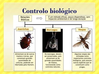  Quais são as principais vantagens do controlo natural
(biológico)?
Relações
Bióticas
É um método eficaz, pouco dispendioso, sem
impactes ambientais e de longa duração
Alimentam-se de outros
insetos e larvas, que
consomem grandes
quantidades de
culturas, podendo ser
libertadas pelo Homem.
Os morcegos, devem
ser preservados, pois
alimentam-se de
grandes quantidades
de insetos,
funcionando como
controlos naturais.
Algumas vespas são
utilizadas como
importantes controlos
biológicos, pois atacam
outras espécies que se
constituem como
pragas.
Joaninhas Morcegos Vespas
Controlo biológico
 