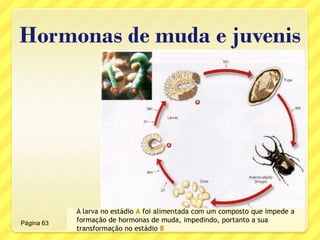 Hormonas de muda e juvenis
A larva no estádio A foi alimentada com um composto que impede a
formação de hormonas de muda, impedindo, portanto a sua
transformação no estádio B
Página 63
 