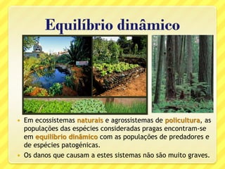 Equilíbrio dinâmico
 Em ecossistemas naturais e agrossistemas de policultura, as
populações das espécies consideradas pragas encontram-se
em equilíbrio dinâmico com as populações de predadores e
de espécies patogénicas.
 Os danos que causam a estes sistemas não são muito graves.
 