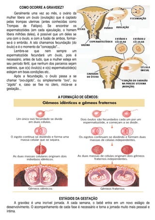 COMO OCORRE A GRAVIDEZ?
Geralmente uma vez ao mês, o ovário da
mulher libera um óvulo (ovulação) que é captado
pelas trompas uterinas (antes conhecidas como
Trompas de Falópio). Se encontrar os
espermatozóides (em cada ejaculação, o homem
libera milhões deles), é possível que um deles se
una com o óvulo, e com a fusão de ambos, formar-
se-á o embrião. A isto chamamos fecundação (do
óvulo) e é o momento da "concepção"...
Lembre-se que nem sempre um
espermatozóide fecundará um óvulo, pois é
necessário, antes de tudo, que a mulher esteja em
seu período fértil, que nenhum dos parceiros sejam
estéreis, que o(s) óvulo(s) e o(s) espermatozóide(s)
estejam em boas condições etc..
Após a fecundação, o óvulo passa a se
chamar “ovo-zigoto”, ou simplesmente “ovo”, ou
“zigoto” e, caso se fixe no útero, inicia-se a
gestação...
A FORMAÇÃO DE GÊMEOS:
ESTÁGIOS DA GESTAÇÃO
A gravidez é uma incrível jornada. A cada semana, o bebê entra em um novo estágio de
desenvolvimento. O acompanhamento de cada fase é necessário e torna a jornada muito mais pessoal e
íntima.
 
